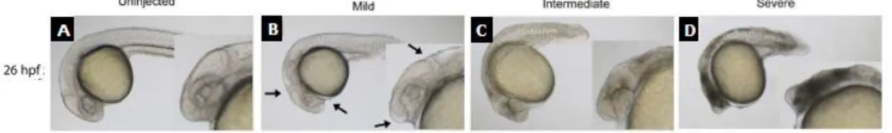 Figure 3.6 - Representative cell death phenotypes detected at 26 hpf caused by Mo-induced off-target  effects with different levels of severity