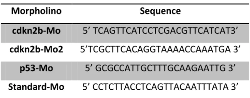 Table 4.1. – Sequences of the morpholinos used 