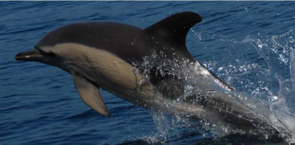 Figure 2. Short-beaked Common dolphin in the South of Portugal (photo by Joana Castro)
