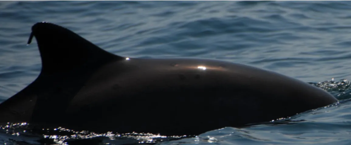 Figure 3. Harbour porpoise in the South of Portugal (photo by Joana Castro). 