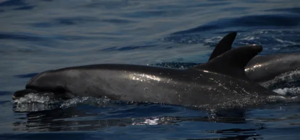 Figure 4. Atlantic Bottlenose dolphin in the South of Portugal (photo by Joana Castro)