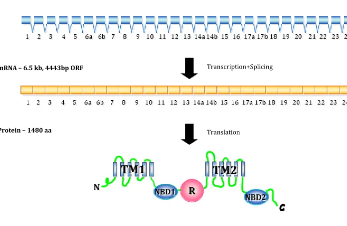 Figure 1.1 Scheme illustrating the CFTR gene, mRNA and protein. TM - transmembrane segments cluster (TM1  and TM2); NBD – nucleotide-binding domain (NBD1 and NBD2); R- regulatory domain; N – amino terminal; C –  Carboxyl terminal; aa – amino acid residue