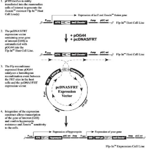 Figure 3.1 – Schematic representation of the general mechanism for generating cell lines with constitutive ex- ex-pression of a gene of interest via Flp-In system