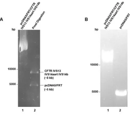 Figure  4.1.2  –  Generation  of  pcDNA5/FRT  empty  vector  by  withdrawing  the  CFTR  sequence  from  the  pcDNA5/FRT/CFTR+IVS13+IVS14aart+IVS14b  multi-cloning  site