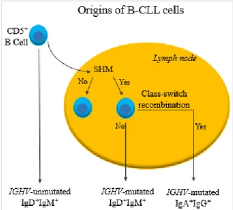 Figure 1.1 – Origins of B-CLL cells. Cancer cells in CLL are CD5 +  B cells that either remain in the blood stream or enter  lymph nodes, experiencing SHM and, in both cases, presenting surface expression of IgM and IgD