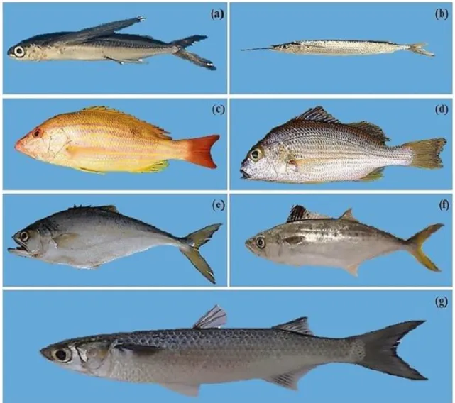 Figura 1: Espécies de peixes marinhos, capturadas no Litoral do Rio Grande do Norte: Hirundichythys affinis (a),  Hemiramphus brasiliensis (b), Lutjanus synagris (c), Pomadasys corvinaeformis (d), Oligoplites palometa (e), 
