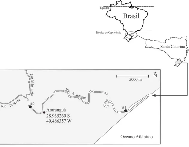 Figura  3.2.  Localização  da  área  de  estudo  com  a  indicação  das  estações  de  coleta  de  dados #1 (~ 7 km da desembocadura) e #2 (~ 31 km da desembocadura)