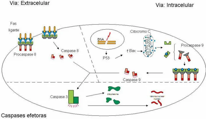 Figura 1 - Vias de ativação da apoptose 