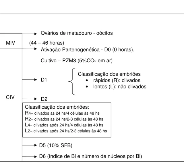 Figura 4 - Esquema representativo gráfico do delineamento do experimento 1 