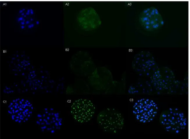 Figura 8 - Imunodetecção de Caspase-3 ativa no D4 (A), D5 (B) e D6 (C). Marcação nuclear  com Hoechst 33342 (1), Caspase-3 ativa (2) e sobreposição das imagens da 1 e 2  (3) em microscopia de Epifluorescência, aumento 200X 