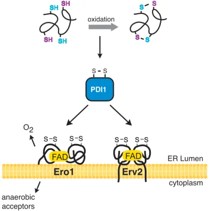 Figure 2.  Pathway of disulfide bond formation in the ER of  S. cerevisiae .   Disulfide bond formation occurs in the ER of eukaryotes