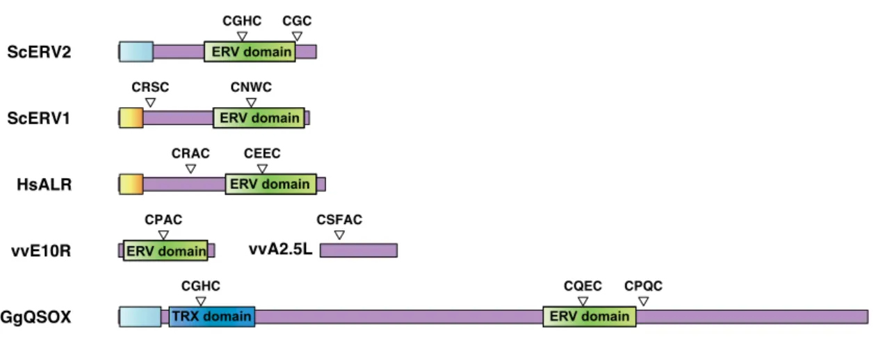 Figure 4.  Schematic representation of the QSOX/ERV family members.  