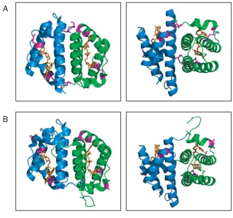 Figure 7.  Erv2p (A) and rat ALR (B) share the same catalytic core.  The  structures of Erv2p (PDB file 1JR8) and rat ALR (PDB file 1OQC) are shown  in a side view (left panel) and a top view (right panel) using Pymol (DeLano,  2002)