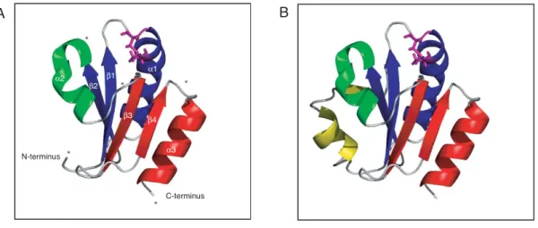 Figure 9.  Structure of the thioredoxin fold.  (A) Thioredoxin fold of  E. coli thioredoxin A (PDB file 2TRX) was generated using Pymol (DeLano, 2002)