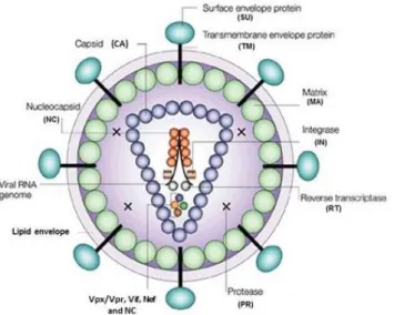 Figure 1. Schematic structure of the HIV particle .  (Adapted from Robinson H. New hope for an aids  vaccine