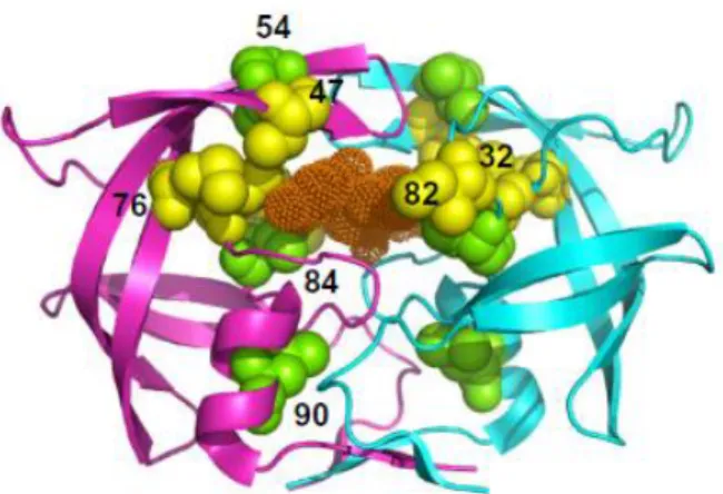 Figure  3.  Ribbon  representation  of  the  secondary  structure  of  HIV-2  PR  complexed  with  darunavir