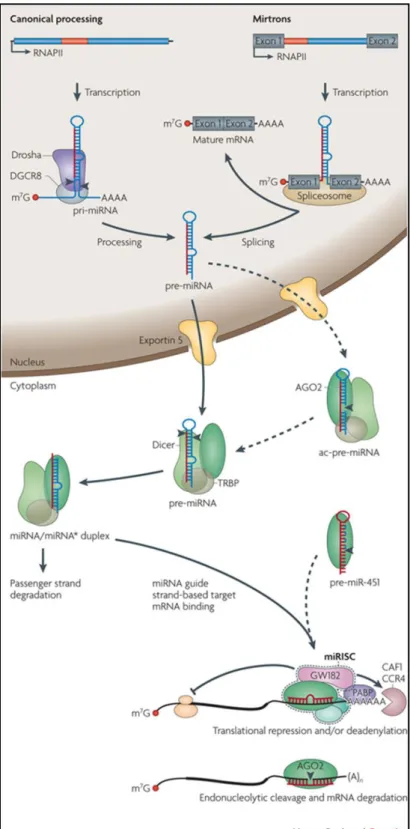 Figure  2. Schematic  representation  of  miRNA  biogenesis.  The  miRNA  processing  pathway  has  been  long  viewed  as  linear  and  universal  to  all  mammalian  miRNAs