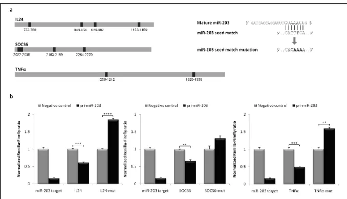 Figure 5. Development of 3’UTR mutants for confirmation of IL24, SOCS6 and TNFα mRNA transcripts as  direct  targets  of  microRNA-203