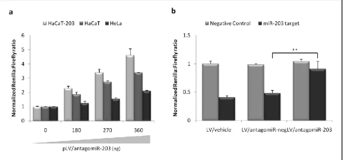 Figure  7. Functional  evaluation  of  microRNA-203  targeting  by  antagomiR-203  and  confirmation  of  anta- anta-gomir potency after lentiviral transduction