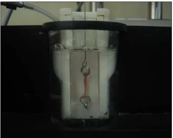 Fig. 1.  Músculo papilar isolado do VE fixado em câmara de vidro contendo  solução de Krebs-Henseleit aerada e aquecida à temperatura de 28ºC