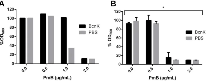 Figure 3.2 – In vitro protection assay of P. aeruginosa against PmB with 1.5 µM of BcnK