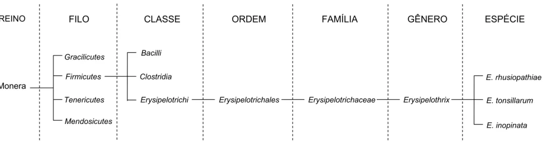 Figura 1 - Filogenia de Erysipelothrix spp.  