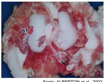 Figura 7 - Artrite por E. rhusiopathiae em superfície articular de fêmur 