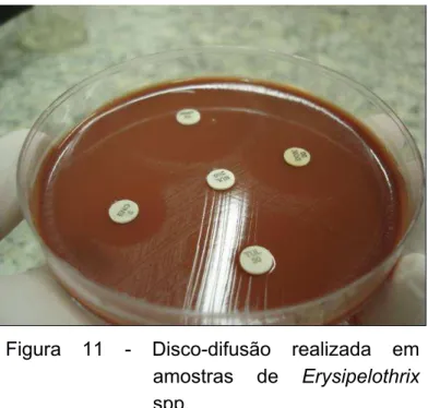 Figura 11 - Disco-difusão realizada em  amostras de Erysipelothrix  spp. 