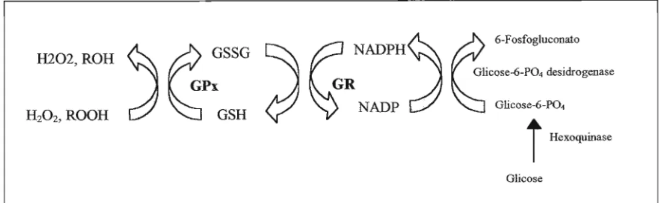 FIGURA 08: ESQUEMA DA REAÇÃO DA GPx (Adaptada de HUANG, 1996).