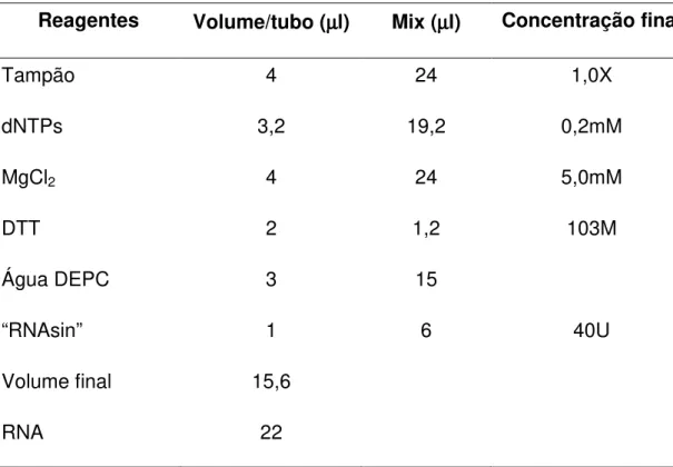 Tabela 2: Concentrações e volumes dos reagentes usados na primeira fase  da reação de RT-PCR 