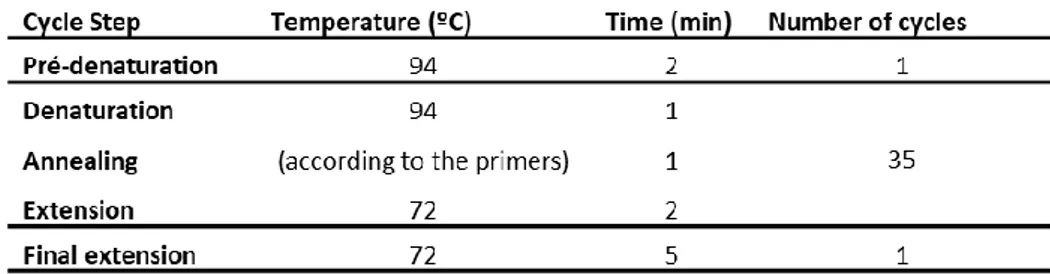 Table 2.2 - PCR program used for the detection of CFTR and β-actin transcripts by RT-PCR 