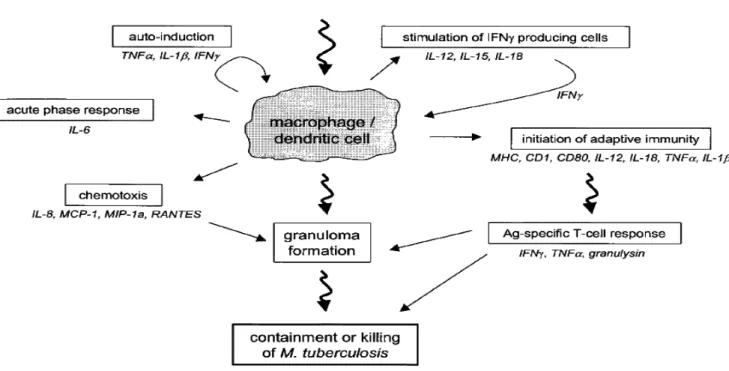 Figura 1: Resposta inflamatória de células fagocitárias, macrófagos e células  dendríticas, após ativação por M.tuberculosis (van Crevel et al, 2002)