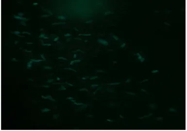 Figura 4: Microfotografia de Mycobacterium tuberculosis transfectadas com plasmideo  pFPCAGFP, observada em luz ultravioleta (1000x), caracterizando a expressão da proteína  verde fluorescente para identificação e visualização do microorganismo vivo