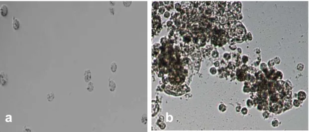 Figura 6: Microfotografia de THP-1 diferenciadas em macrófagos. A e B: 2 e 24 horas  após acréscimo de 10 nM/mL de forbol miristato acetato (PMA, Sigma-Aldrich, St Louis, MO,  EUA), respectivamente
