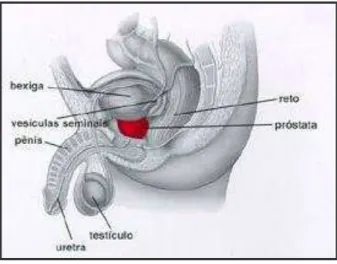 Figura  1  -  Desenho  esquemático  do  sistema  genital  masculino  (Sistema  reprodutor masculino, 2008)