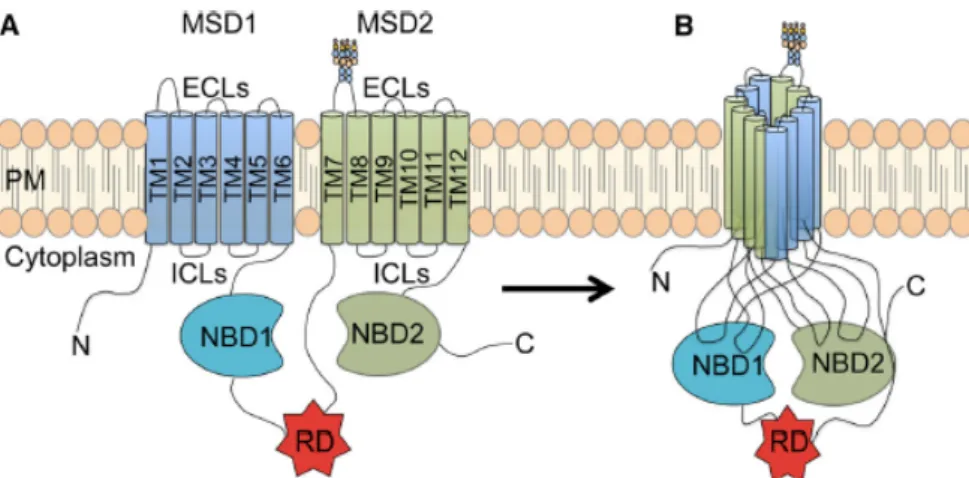 Figure  1.2.  CFTR  protein  structure.  It  is  composed  of  five  domains:  two  membrane-spanning  domains  (MSD1  and  MSD2), each one composed of six transmembrane segments (TM1-6 and 7-12), two cytosolic nucleotide binding domains  (NBD1 and NBD1), 