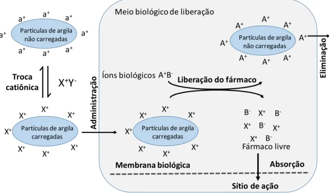 Figura 2. Esquema de imobilização e de liberação  in vivo de espécies catiônicas a  argilas