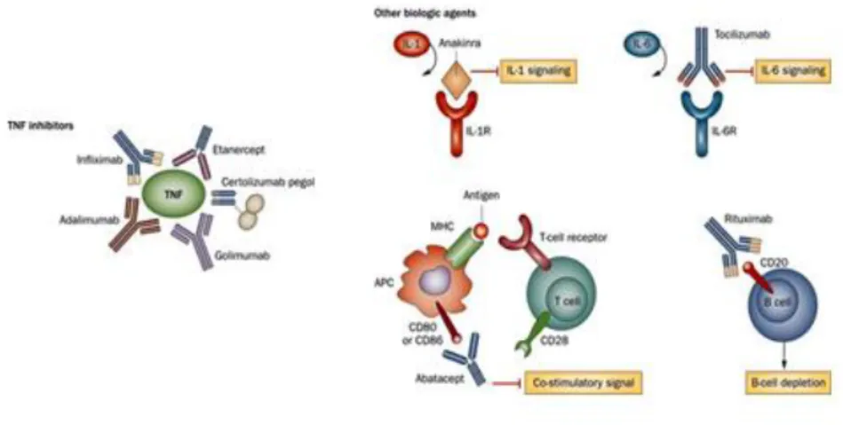 Figure 2. Summary of biologic treatments used in rheumatoid arthritis. Adapted from [74] 