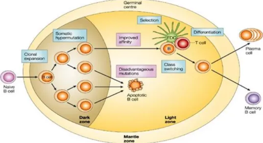 Figure 3: B cells development adapted from [83] 