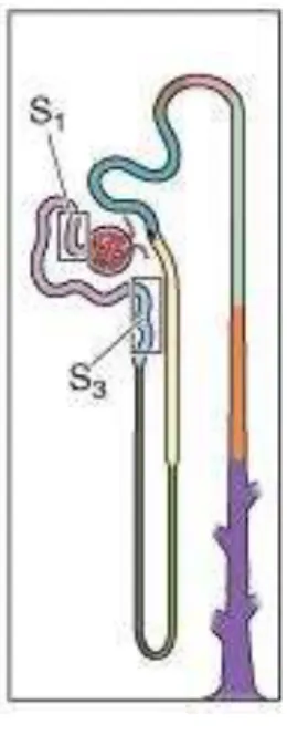 Figura  3  –   Modelo  que  representa  a  localização  dos  segmentos S1 e S3 em túbulo proximal renal