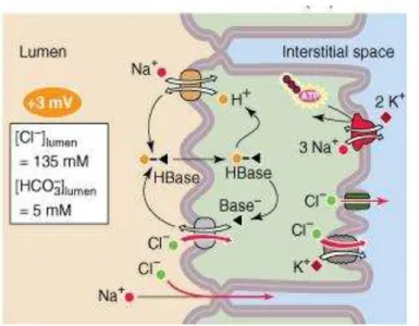 Figura  5  –   Modelo  celular  que  representa  a  reabsorção  de  Na +   acoplada  ao  Cl -   pelo  segmento  S3  em  túbulo  proximal  renal