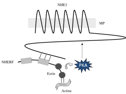 Figura  7  –   Modelo  representativo  do  NHERF  permitindo  a  inibição do  NHE3  por  PKA