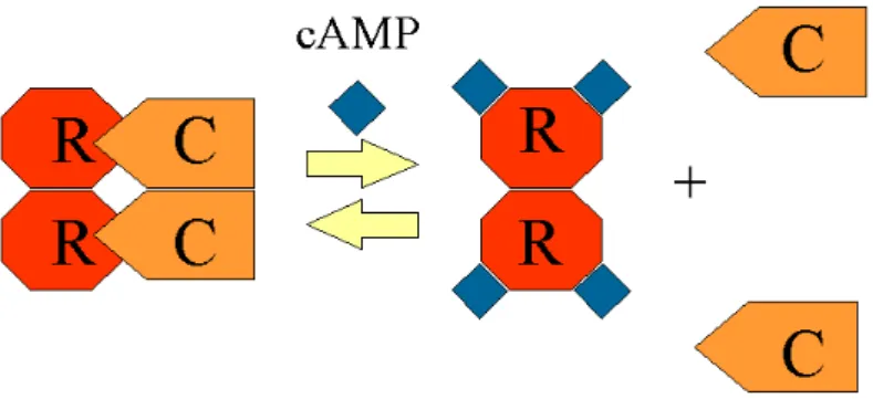 Figura  8  –   Representação  da  ativação  da  PKA.  R:  subunidade  regulatória;  C: 