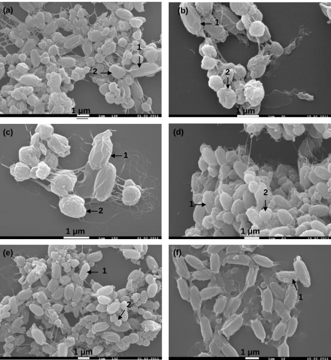 Fig.  3.  SEM  images  of  Bti  and  Bc  strains  spore-phase.  (a)  A19  (9’000x  magnification);  (b)  Vec8  (16’000x  magnification);  (c)  Bioflash  (19’000x  magnification);  (d)  Bti4  (11’000x  magnification);  (e)  IP4444 (8’500x magnification); (f