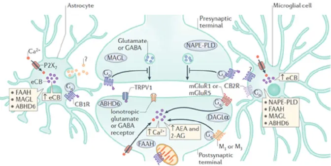 Fig 1.1 – Schematic representation of the endocannabinoid system. The ECS is comprised of receptors, eCBs, the enzymes responsible for the  synthesis and inactivation of these ligands, and of the EMT (not pictured)