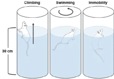 Fig. 2.3 – Schematic representation of the modified forced swim test. Animals are placed into a cylinder filled with water to a depth of 30  centimeters