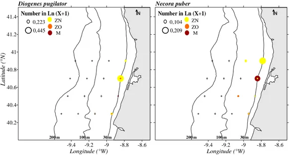 Figure 4- Horizontal distributions of Diogenes pugilator and Necora puber. The 30, 100 and 200 m bathymetric  lines are identified