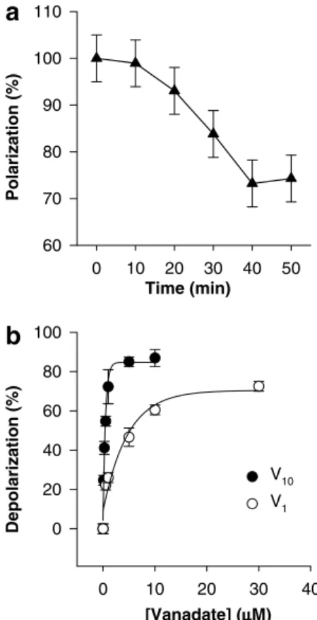 Fig. 2. Kinetics of mitochondrial membrane repolarization. Kinetics of mitochondrial membrane repolarization with physiological glutathione (GSH) concentration (5 mM) (solid triangles); GSH-induced  repolariza-tion after mitochondrial membrane depolarizare