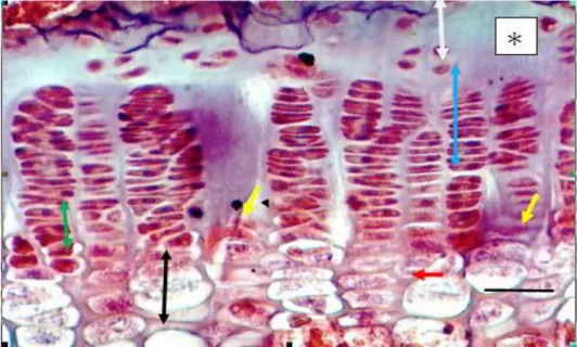 Figura  6  –  Cartilagem  epifisária  de  animal  do  GC,  onde  podem  ser  observadas  as  diferentes camadas de condrócitos