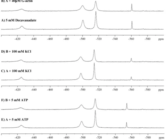Fig. 3 105.2 MHz 51 V-NMR spectra, at room temperature, of 5 mM decavanadate (total vanadate) in (A) 2 mM Tris (pH 7.5), 2 mM CaCl 2 and with (B) 40 mM G-actin, (C) 100 mM KCl, (D) solution C plus 40 mM G-actin, (E) 5 mM ATP, and (F) solution E plus 40 mM 